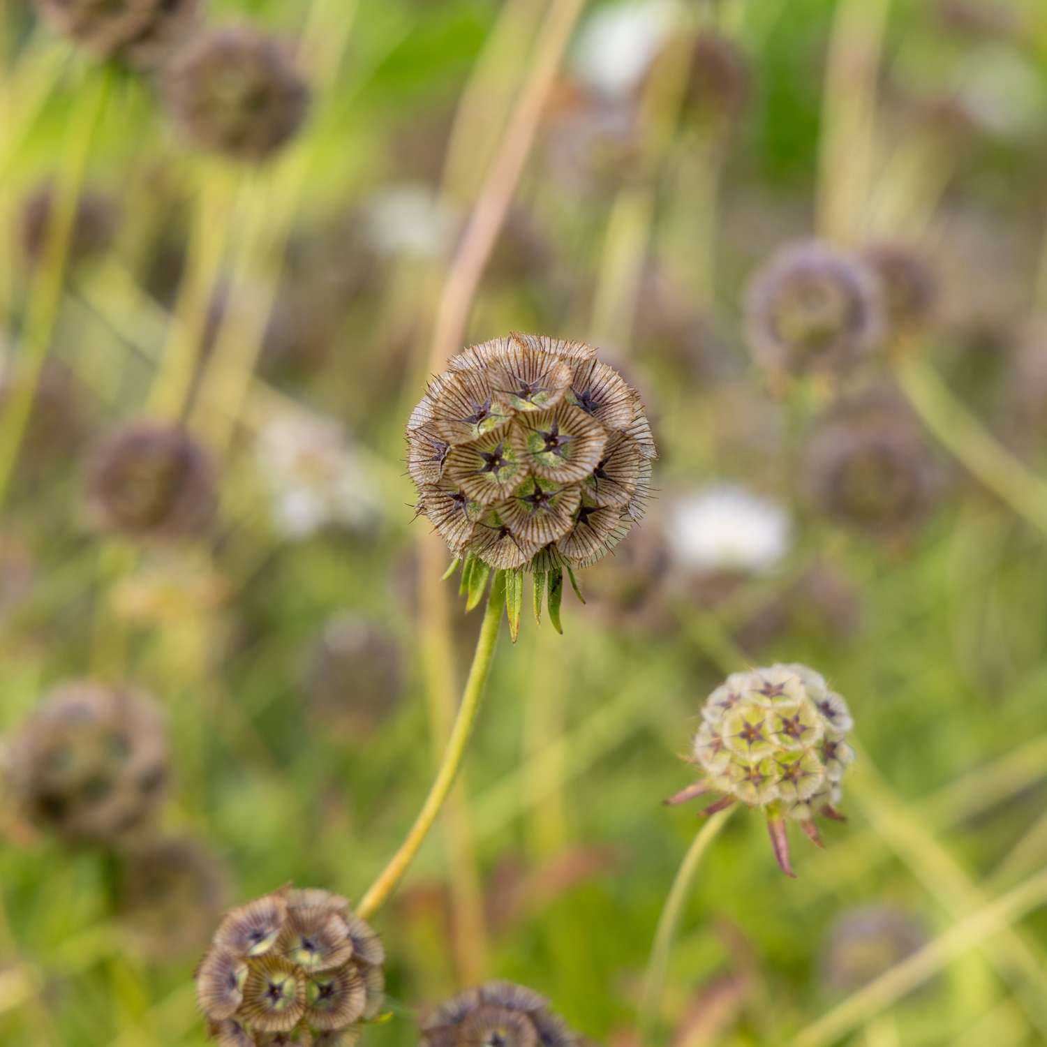 Scabieuse étoilée 'Drumsticks' (graines)